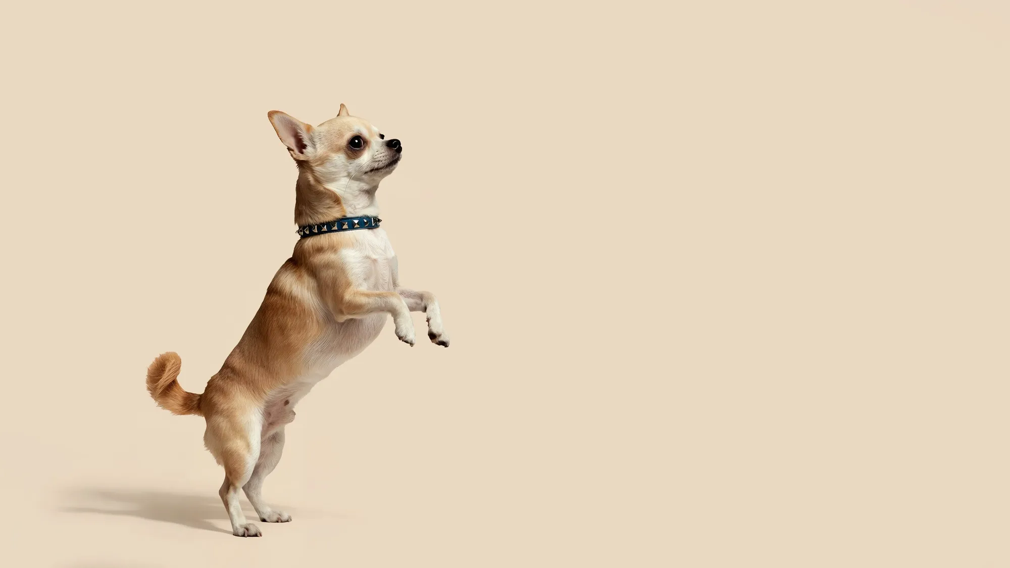 Rundgenähte Hundeleine