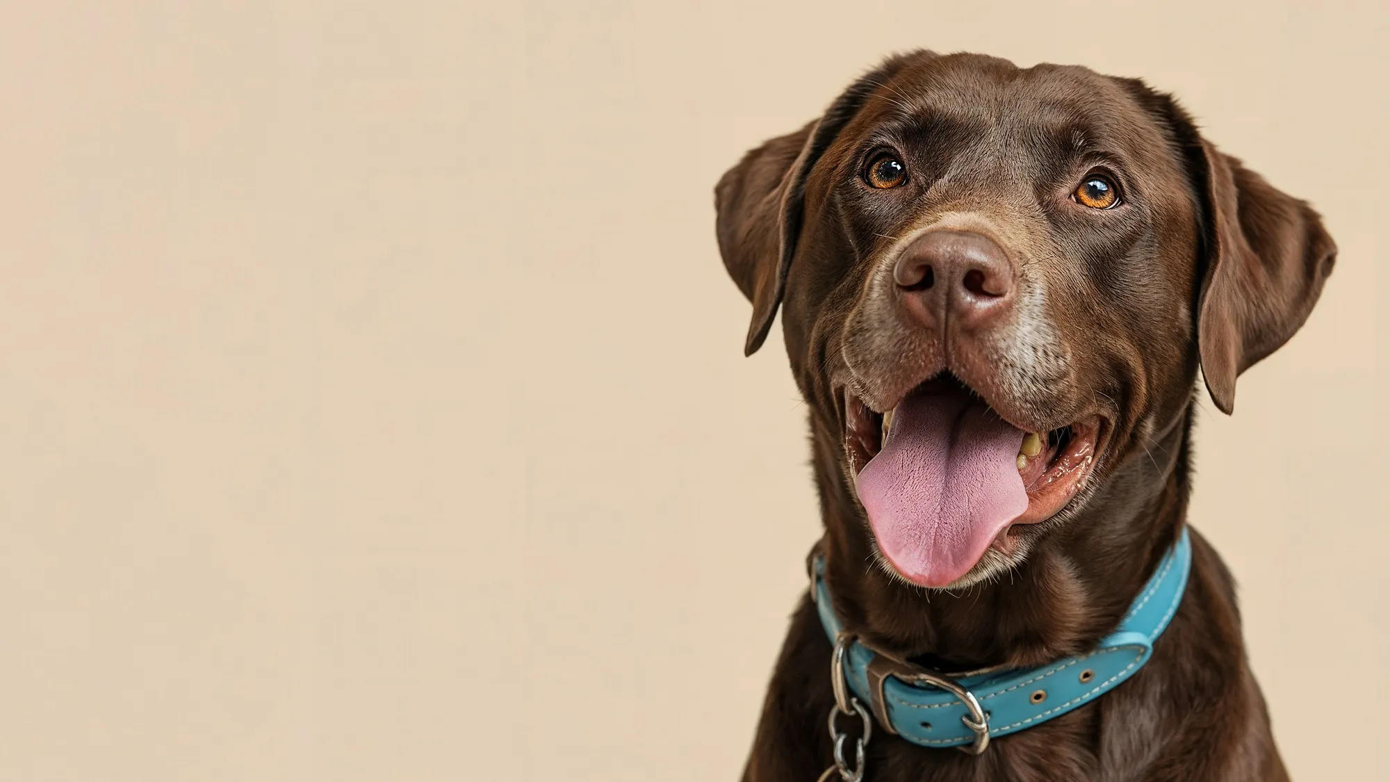 Hundehalsband Handgemacht