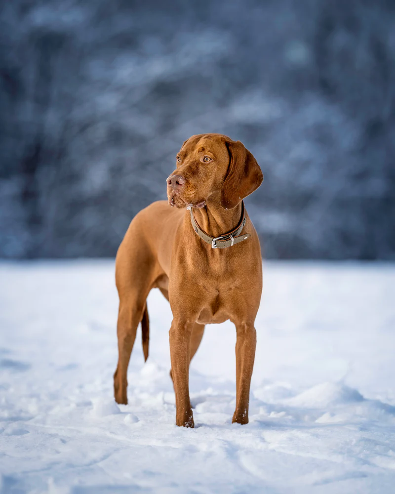 Halsband Waldsheriff 3 Halsband Waldsheriff – Bild 3