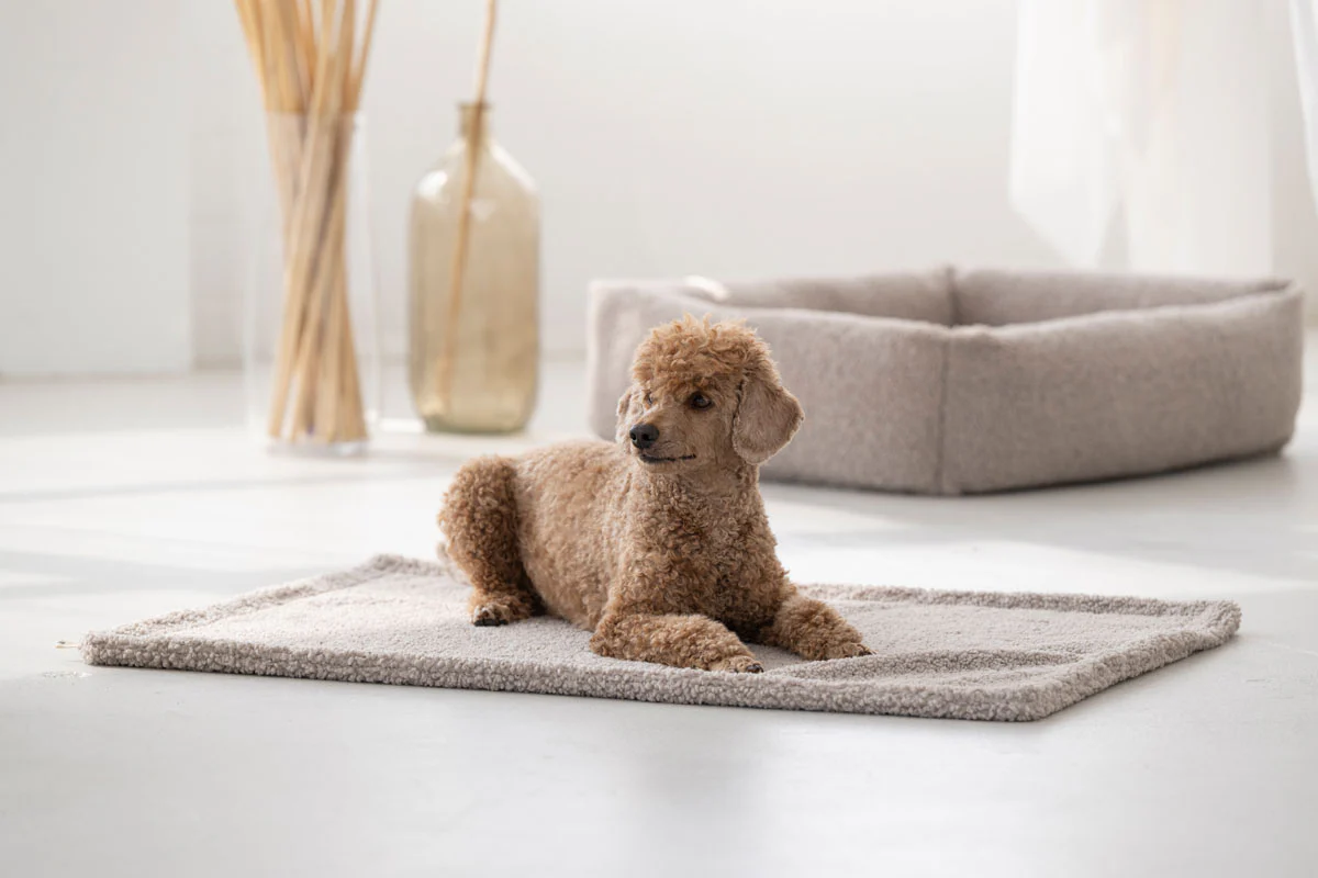Hundedecke Teddy 1 Hundedecke Teddy